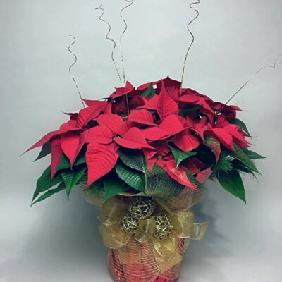 CH036-Dressed Poinsettia Christmas Plant
