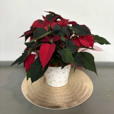 Christmas flowers-Van Florist delivery Vancouver