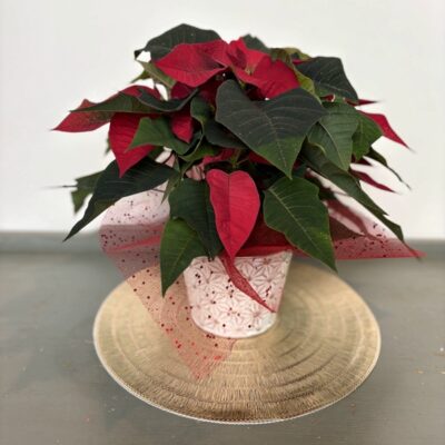 Christmas flowers-Van Florist delivery Vancouver