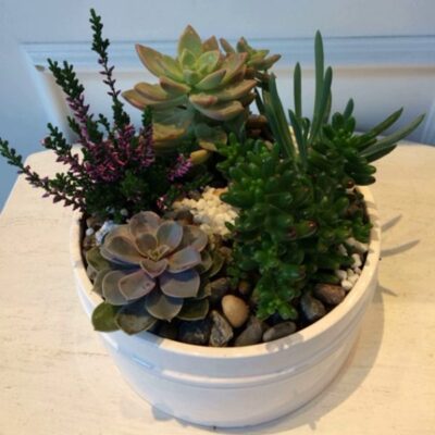 SC001 Succulent Plant