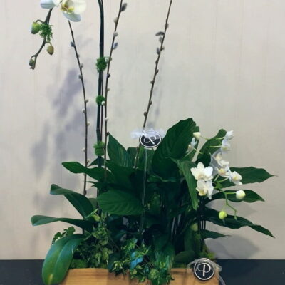 OR011 Orchid Plant