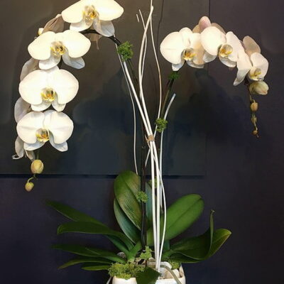 OR012 Orchid Plant