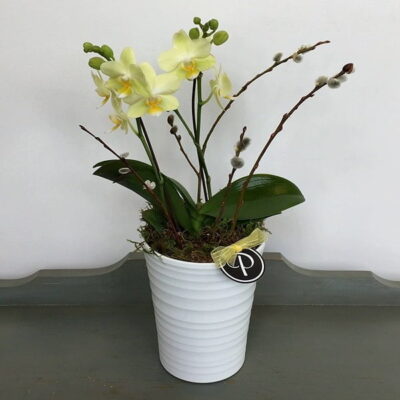 orchids-Van Florist delivery Vancouver