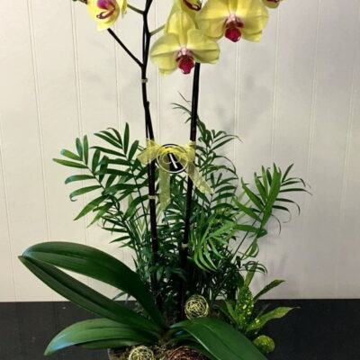 OR015 Orchid Plant