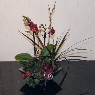OR016 Orchid Plant