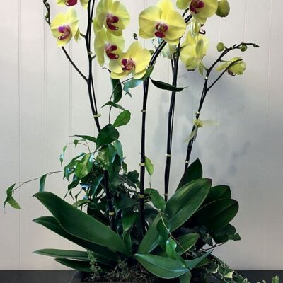 OR017 Orchid Plant