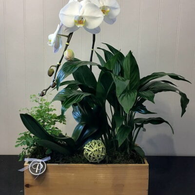 OR018 Orchid Plant