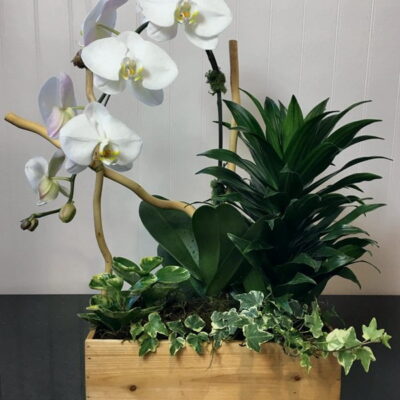 OR019 Orchid Plant