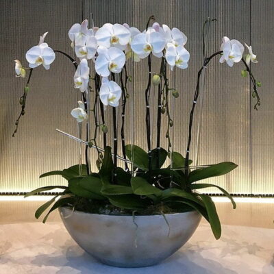 OR034-Luxury Orchid Collection