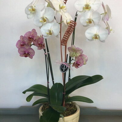 white and pink orchids-Van Florist delivery Vancouver