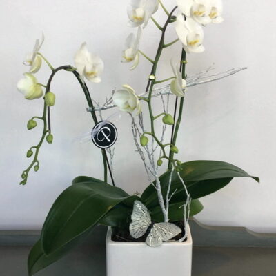 White Orchids-Van Florist delivery Vancouver