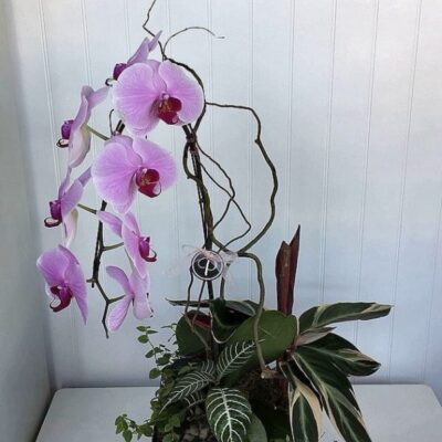 OR002-Orchid Plant