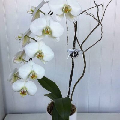 OR004 Orchid in Ceramic Pot