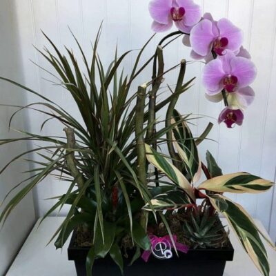 OR005 Orchid Plant