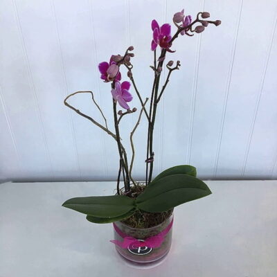OR001-Orchid Plant
