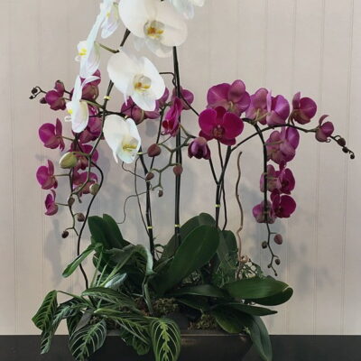 OR010-Orchid