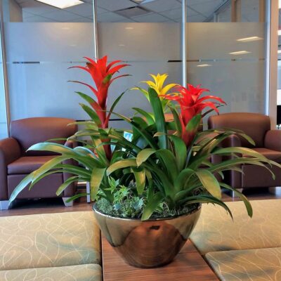 PL027 - Bromeliad Trio Plant