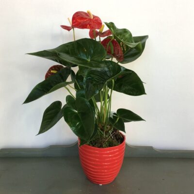 plant-Van Florist delivery Vancouver