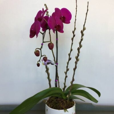 orchids-Van Florist delivery Vancouver