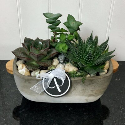 SC022 Succulent Plant