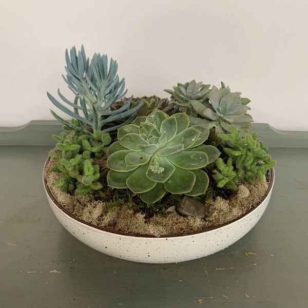 succulents-Van Florist delivery Vancouver