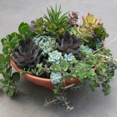 Succulents plant