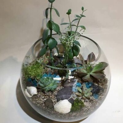 SC009 Succulent Plant