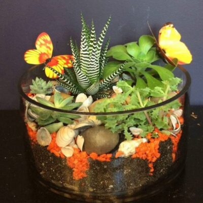 SC007 Succulent Plant