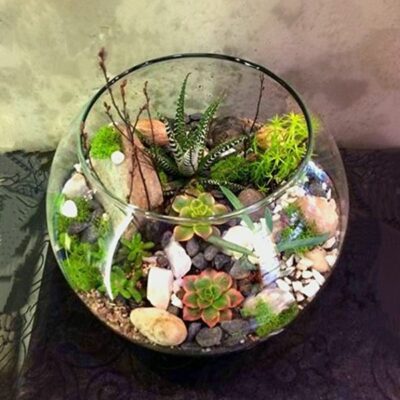 SC006 Succulent Plant