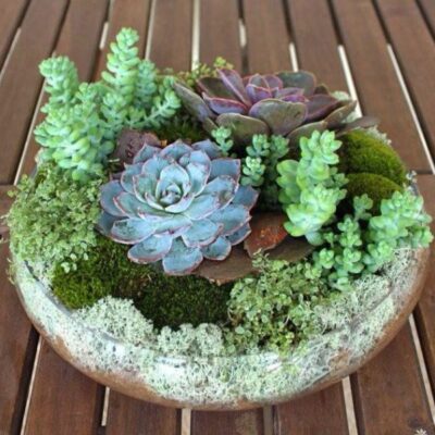 SC003 Succulent Plant