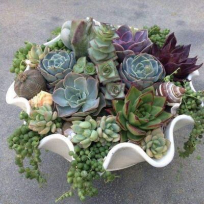 LX009-Luxury Succulent