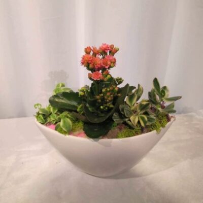 SC016 Succulent Plant