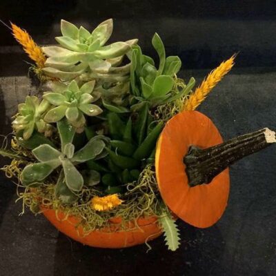 Succulent In Pumpkin Thanksgiving Flower Arrangement is a real pumpkin filled with a variety of succulents and decorated with Spanish moss and wheat stems.
