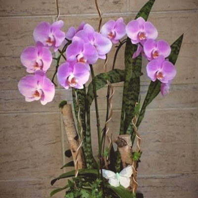 OR006 Orchid Plant