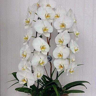 OR007-Orchid