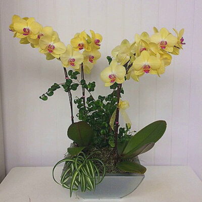 OR008 Orchid Plant