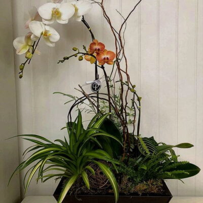 OR009 Orchid Plant