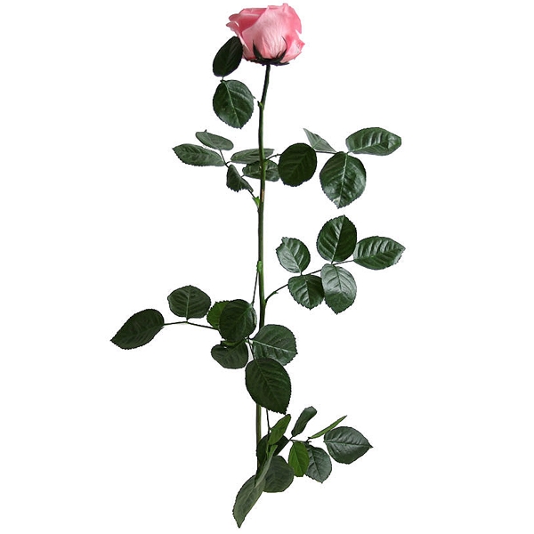 Preserved Pink Rose-Van Florist delivery Vancouver